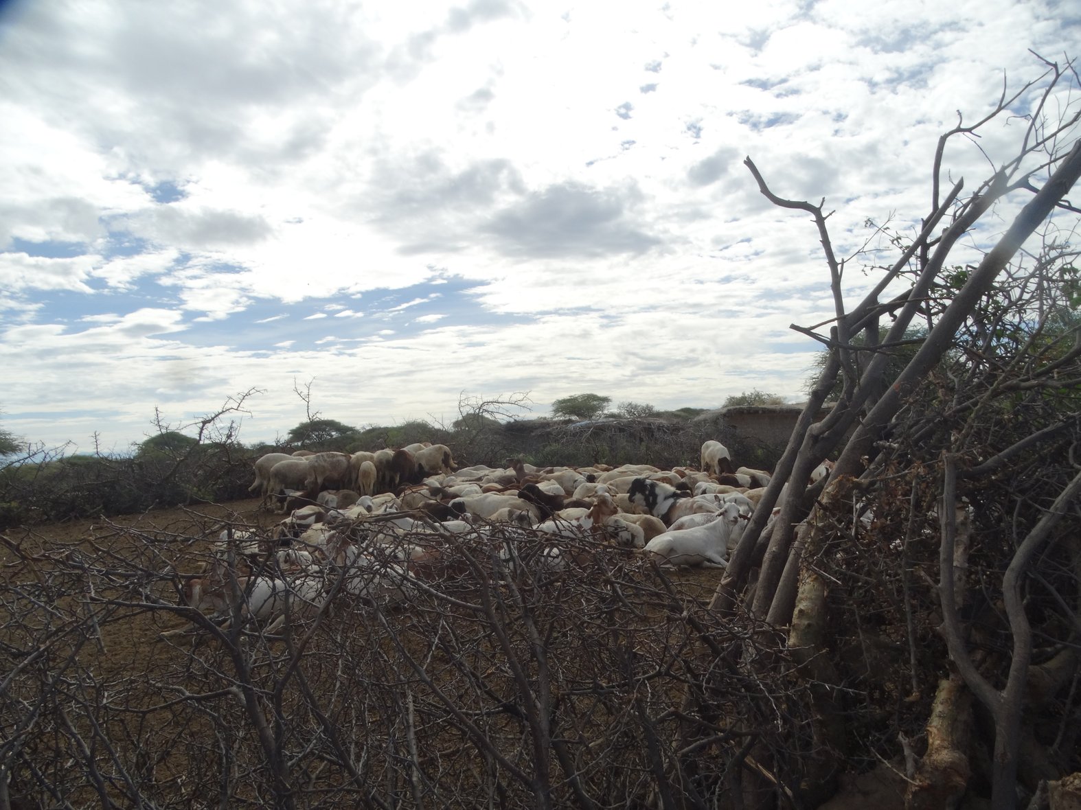 A kraal which is a traditional Maasai cattle enclosure close to the homestead which also doubles as a burial ground. Photo by Diana Taremwa-Karakire.