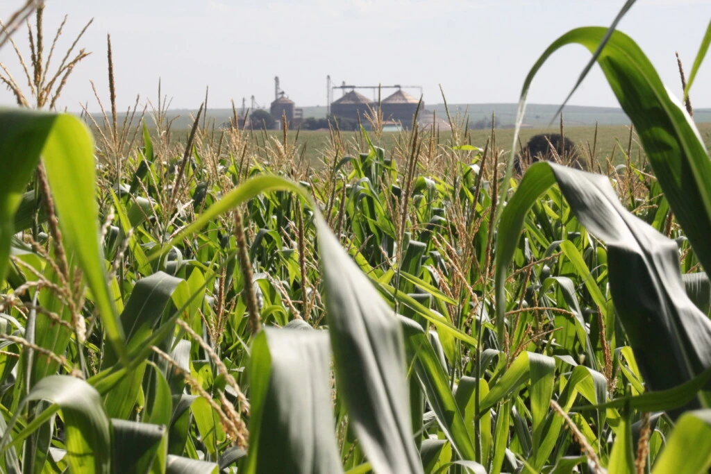The industry's main argument in defense of its sustainability claims is the use of second-crop corn to supply the mills, but the government does not certify grain suppliers and relies on data provided by ethanol producers. (Photo: Mauro Zafalon/Folhapress)