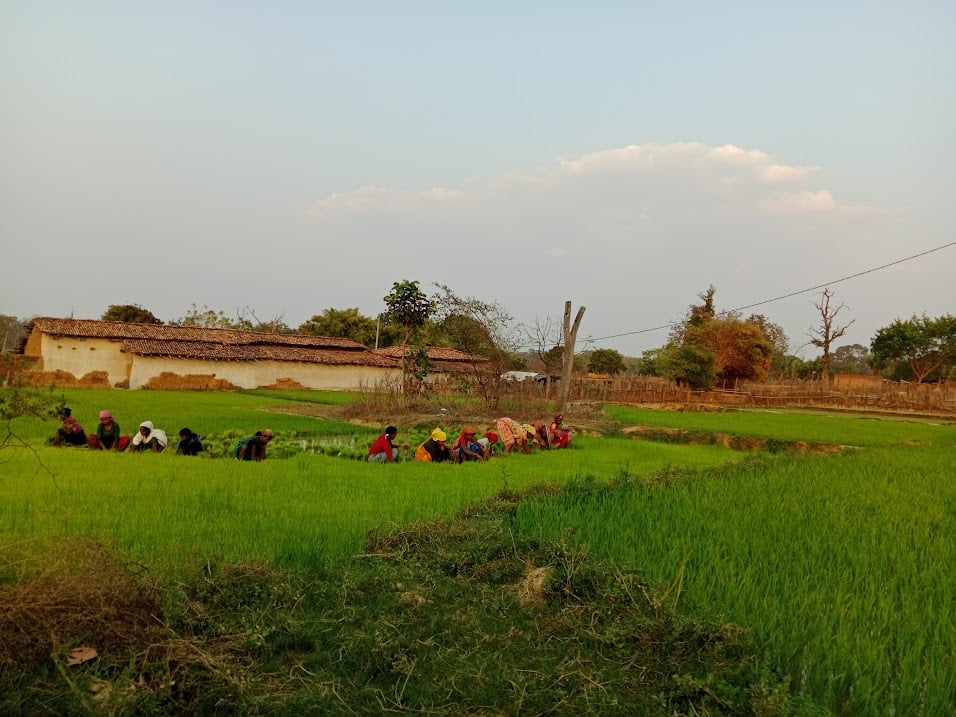 Gond women humming while working in rice fields. The same women faced police batons and firing when protesting against the expansion of Adani’s Parsa coal mine. Photo credit: Rishika Pardikar.