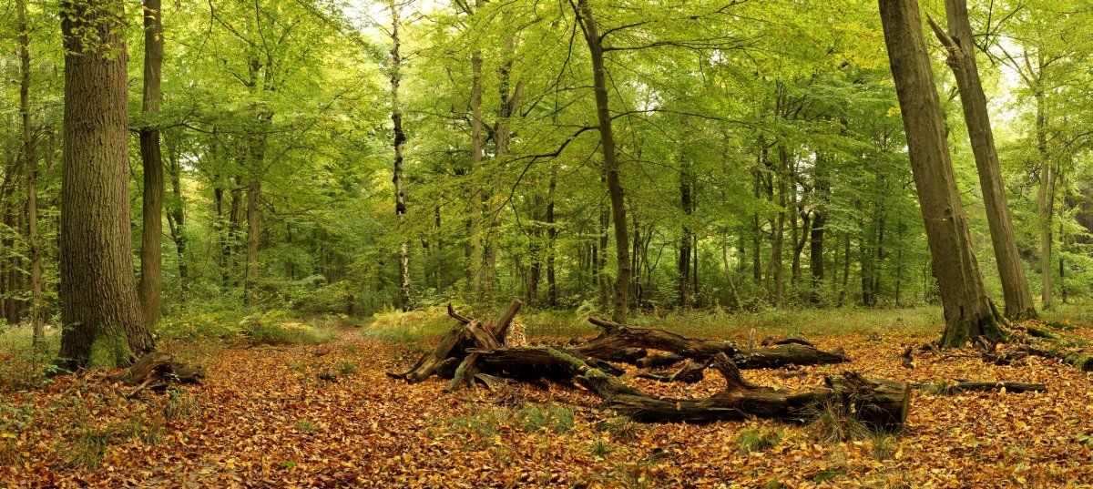 The ancient forest just beside the mine. Aerial photography by Joanie LeMercier.