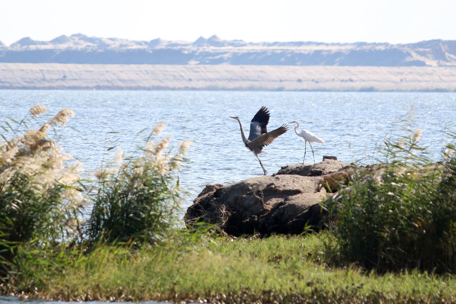 A Grey Heron and a Little Egret perched on a mud formation in the Ashtum El Gamil protected area, in Egypt. Photo by Mohammed Awad, Daraj / Ozone.