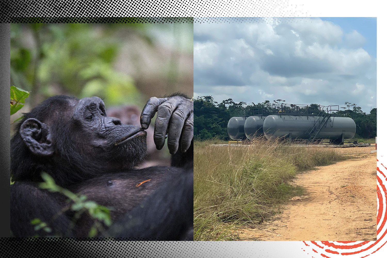 Oil facilities located inside the Tchimpounga Sanctuary (Republic of Congo) and one of the chimpanzees that inhabit this protected natural area. Illustration by Simon Toupet / Mediapart with photos by Berdy Pambou / InfoCongo and Jane Goodall Institute.