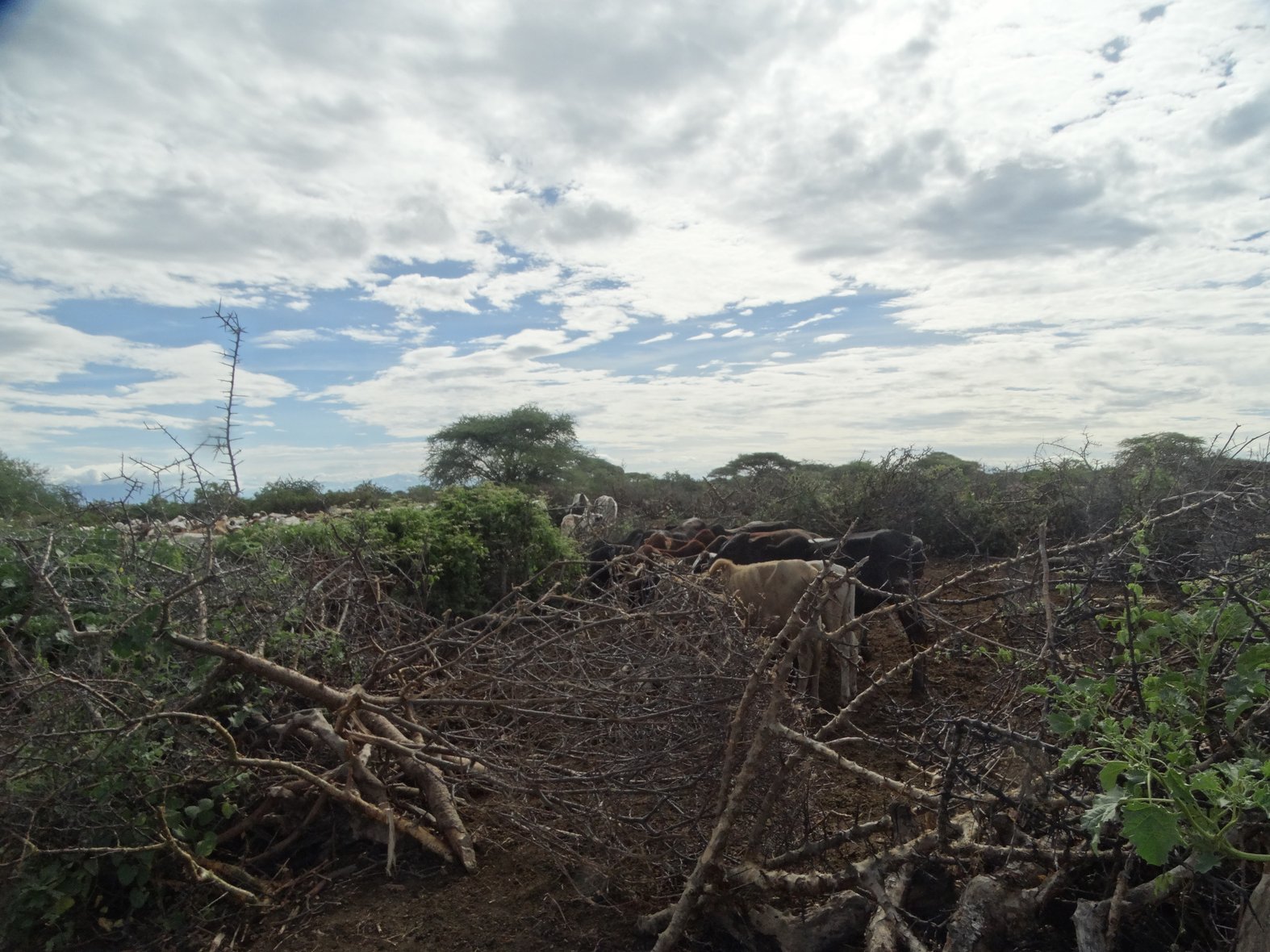 Another kraal in Massai territory. Photo by Diana Taremwa-Karakire