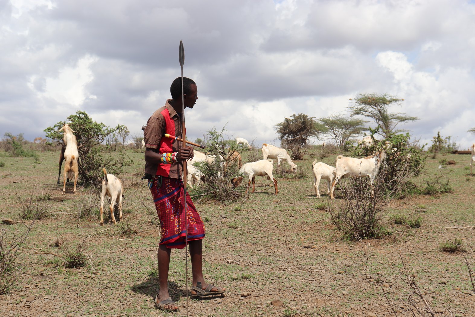 Photo: Tom Latoro looking after at his goats in Kenya’s Laikipia county. Credit: Dominic Kirui